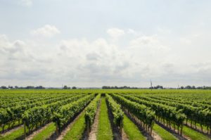 Vineyards on Long Island | Wine Tours - Long Island Limo Services